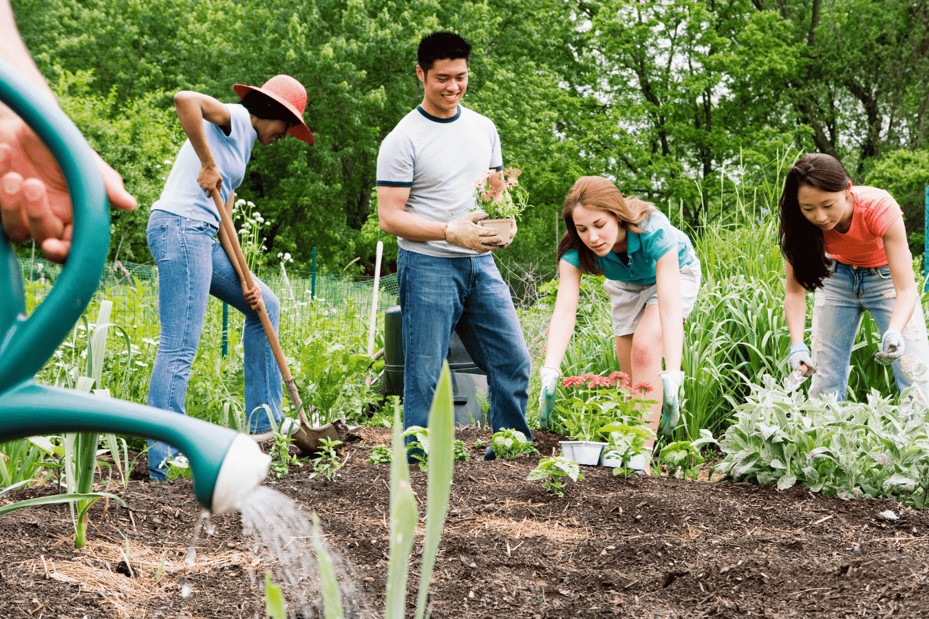A group of 5 volunteers help water and plant a community garden.